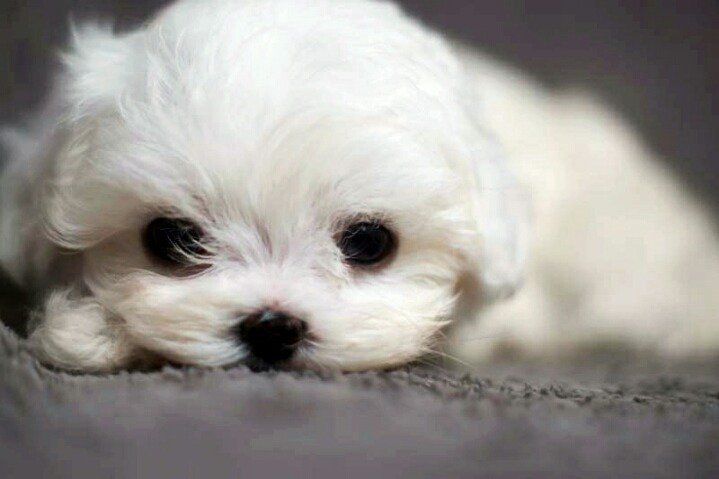 Lolcake (@jamongluv) on Twitter photo 