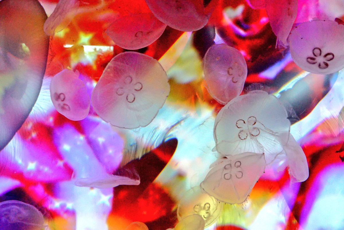 Takuma 東証3年生 すみだ水族館の蜷川実花 クラゲのコラボ企画見て来た 水族館なんて久しぶりに行ったけどカメラ持ってると案外楽しかった 笑 ランチは30階スカイツリービューのお店で頂きました クオリティの割にリーズナブルな価格で満足度高い