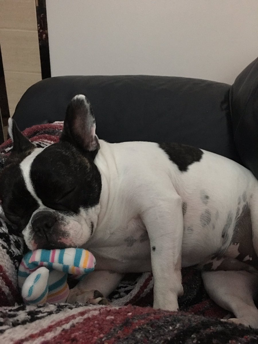 belladafrenchie's tweet photo. Sweepin wit my new toy I gotts from @Petco today #goodnight #belladafrenchie #tiredpuppy #FrenchieLife https://t.co/0srA6yxlEg