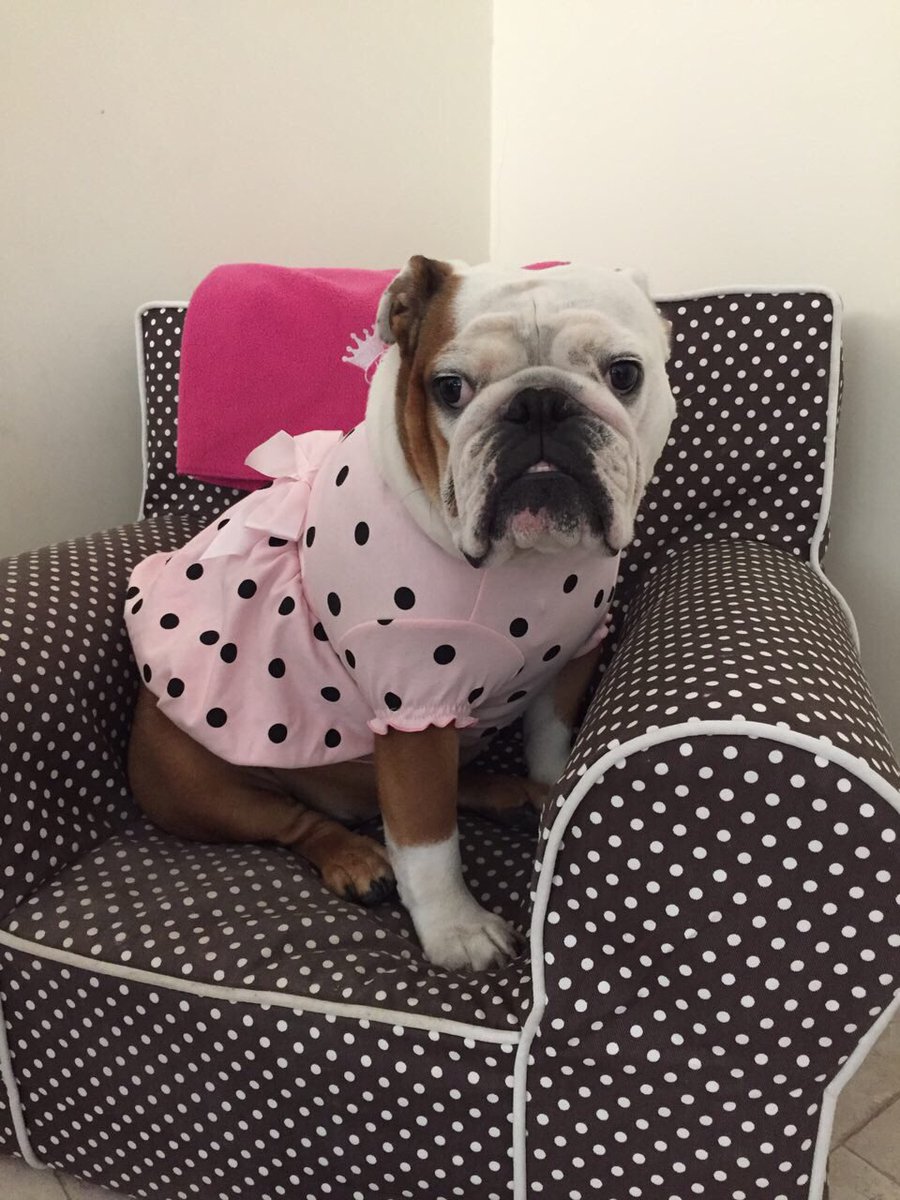 Dubai_Coco's tweet photo. Today is my 3rd Birthday! #Puppy #Englishbulldog #Dubai 🐶💕👑🎉 https://t.co/wlSkApkppR