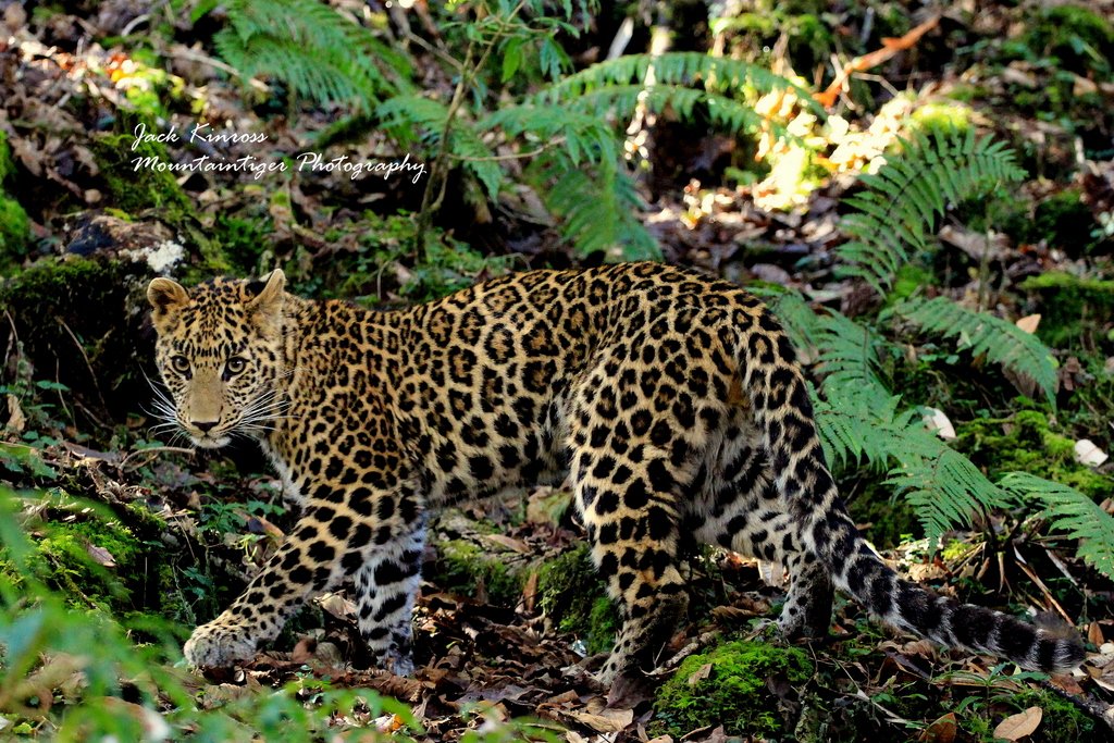 JackKinross's tweet photo. Recently relisted as Vulnerable with decreasing population the #leopard is regionally extinct in 13 countries and possibly extinct in 7 more https://t.co/CEDjg79EQd