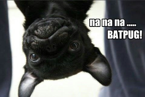 garwar2010's tweet photo. check my #fun #pugs out please #follow #retweet #share my #youtube #video

#dogs #lol 9

https://t.co/VVrQ4NKCyq https://t.co/gwPnN2ctlH