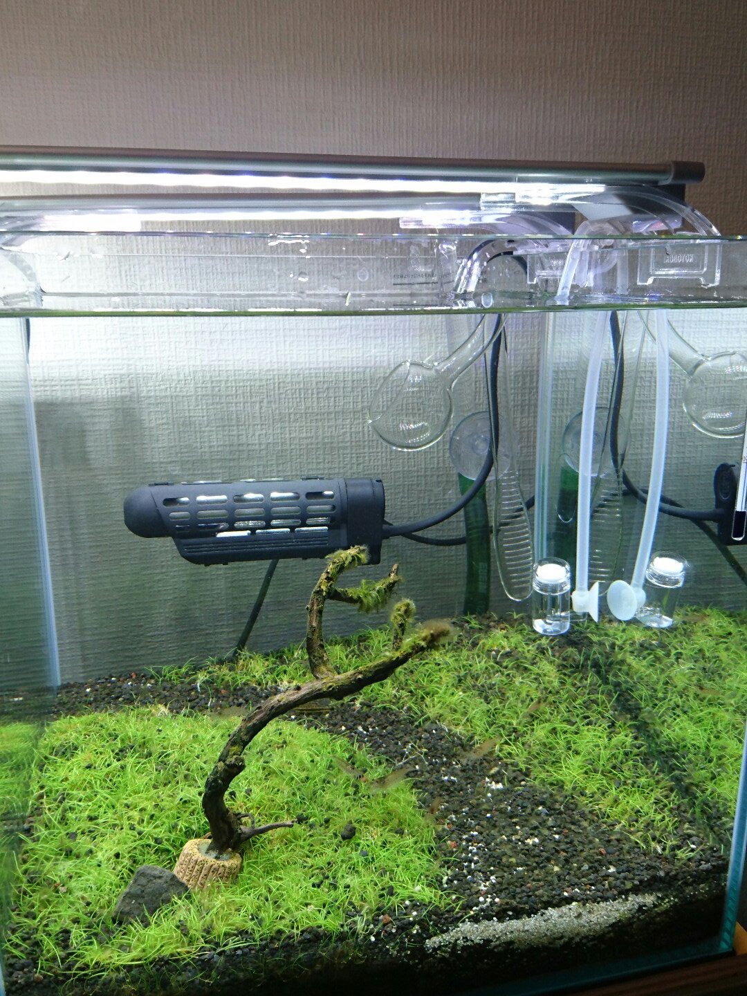 Manaboon Aqua ソイルを使わない 水草水槽キラッなんて偉そうに立ち上げた水槽 は全く上手く行かず なかったことにしよう などと思った時期もありましたが 重い腰を上げてクリスマスまでにはなんとか見れる形で終わりにしたいと