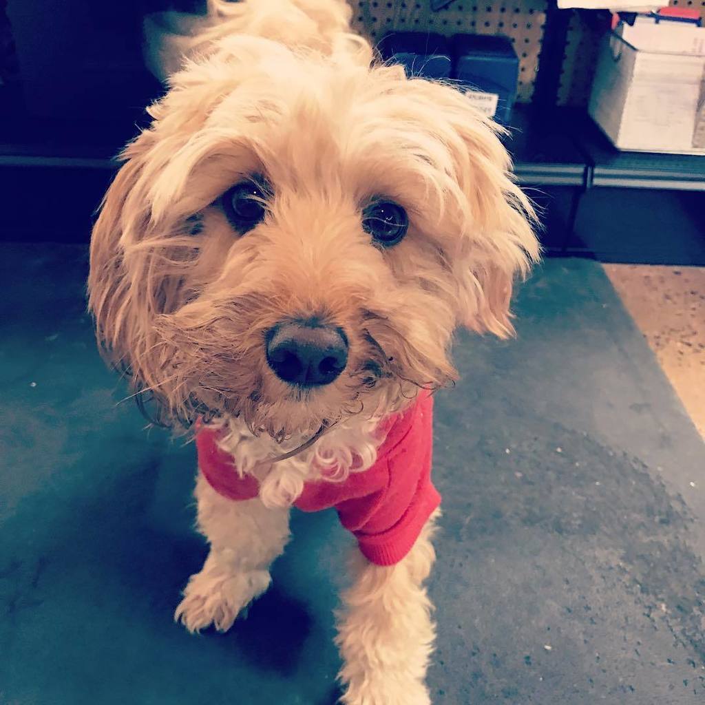 KeystonePet's tweet image. We love zoey. #minigoldendoodle #doodlesofinstagram #goldendoodlesofinstagram #mini #zoey #socute
