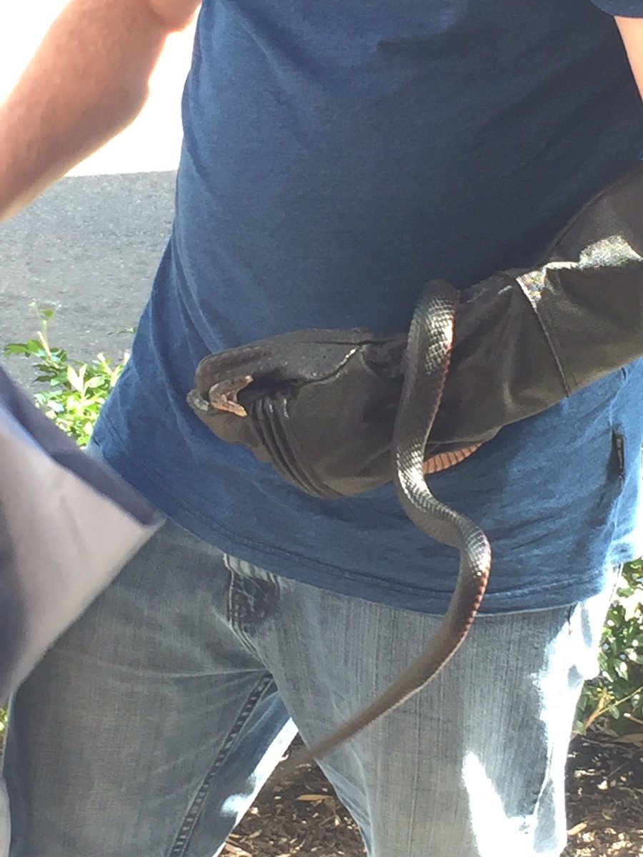 davidhodis83's tweet photo. Gloves??? What a chicken 💩 😦 #redbellyblacksnake #sydney #snake #mofobecray https://t.co/UgN1ayodyz