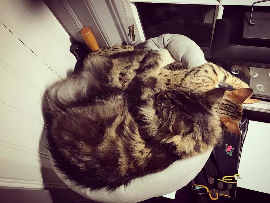 MiesZko's tweet photo. #hugs are the best! #achilles taking care of his #adoptedbrother #leonidas. #cuddlemode #c… https://t.co/d00SUEgvqU https://t.co/Opy3mrC98f