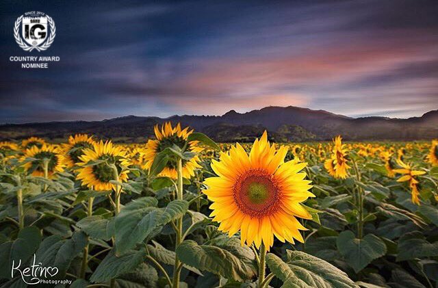 ig_oahu's tweet photo. Awesome shots!  Congratulations to this week's COUNTRY AWARD nominees!  Vote for your fav by midnight tonight at @ig_oahu! #aloha https://t.co/oj5WetzmHY