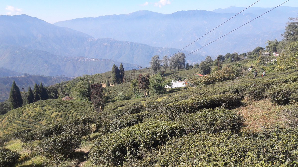 Bruce_Bucknell's tweet photo. Homage to #Darjeeling 2:
the tea is delicate
(but we Brits don't drink so much of it)
#loveDarj #newtoIndia https://t.co/bURBhdwGuG