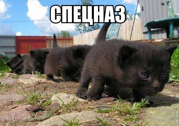 @vovagkh <a href="/ze7f/">ze7f</a> Спецназ хорошего настроения. С добрым утром!