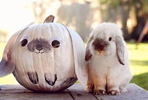 RabbitFoodBike's tweet photo. Happy Thanksgiving from Rabbit Food!
#RabbitFoodBike #yeahthatgreenville #swamprabbittrail #thanksgiving #thanksliving https://t.co/sbM0rocxWx
