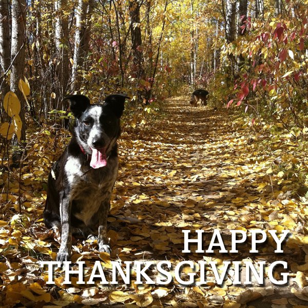 hellosmalldog's tweet photo. Happy Thanksgiving. All retail stores are closed. #givingthanks #shopsmalldog https://t.co/aMPRXkFeVP