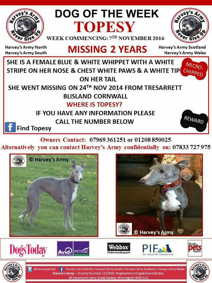 Personally #heartbroken that we haven't found <a href="/FindTopesy/">Find Topesy</a> #Whippet STOLEN 2YRS AGO  #Cornwall <a href="/DogsTrust/">Dogs Trust 💛🐶</a> <a href="/LisaLisaw1/">Lisa</a> <a href="/FurbabiesUk/">Furbabies uk</a> <a href="/HunnyJax/">#whereAREyouPebbles</a>