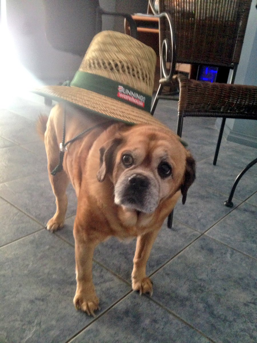 ames_o7's tweet photo. small dog confused by large hat https://t.co/do2ktFCGSi
