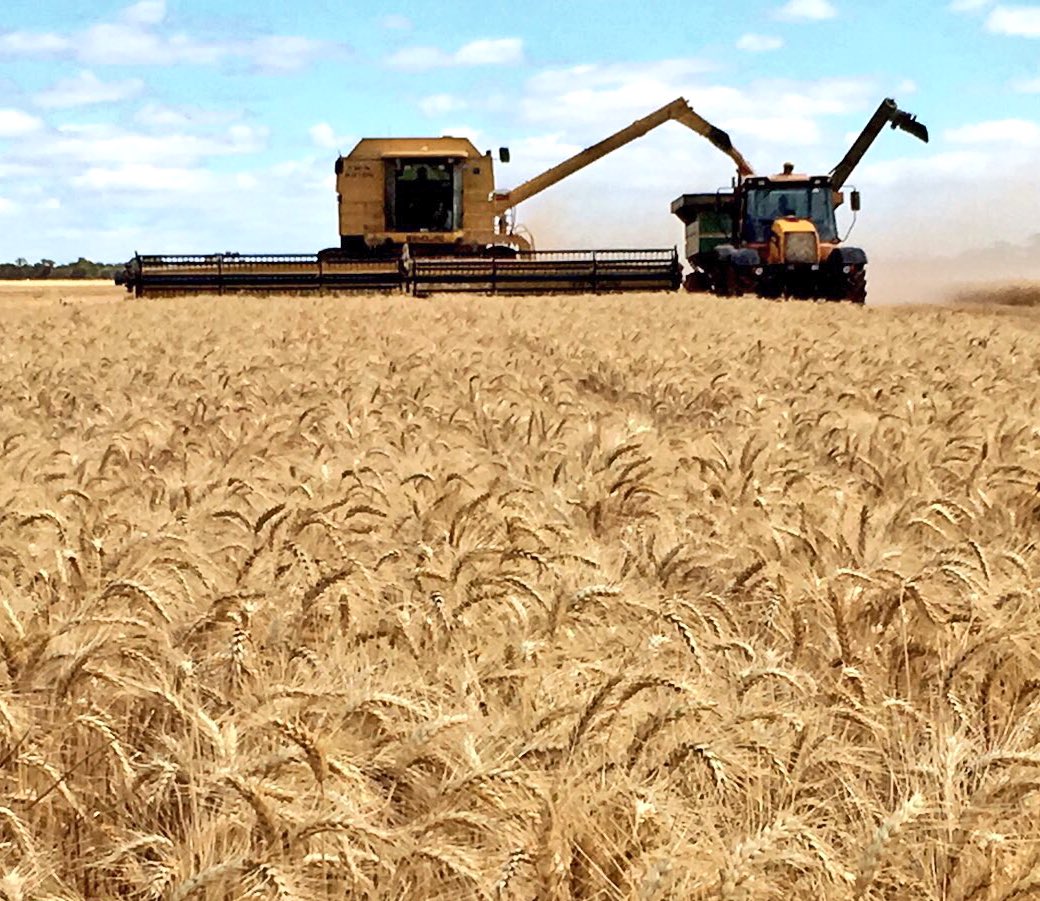 NoTillBill's tweet image. I can't say "no flies on me" on my farm, but i can say, luckily, "no frost ❄️hit me" #harvest16 #paddockpride #GT41 #Magenta