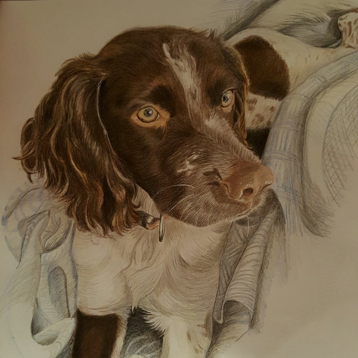 Drawing from #deliciouslyella's beautiful photo of her #Spaniel. I did this using #fabercastell polychromos.  #commissionedartist #drawing