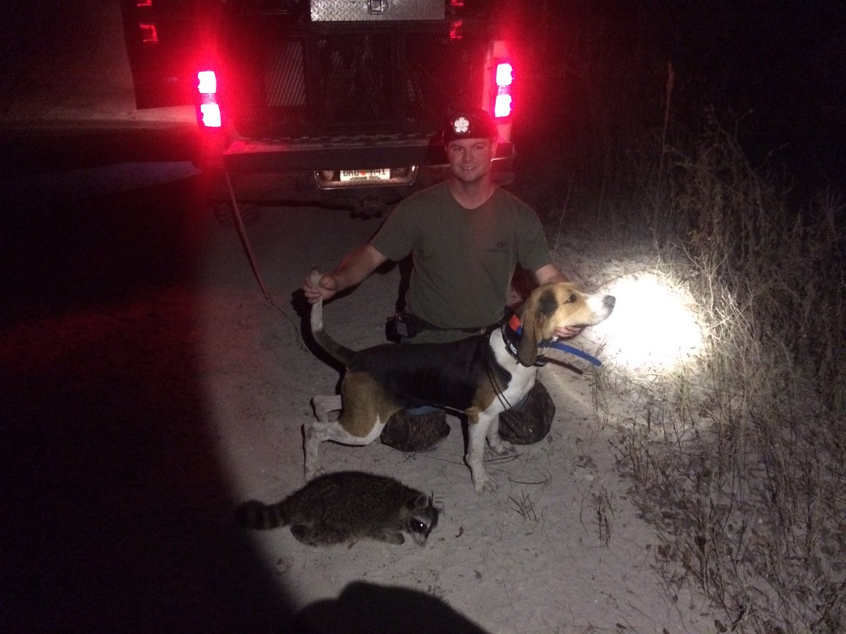 jamestompkins18's tweet photo. Ole boy done get em a coon #Coonhunting #SplitTreed #TreeingWalkerCoonhound #OsceolaForest https://t.co/16zYy2inc8