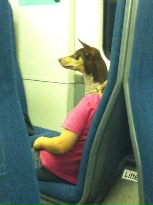 YouHadOneJ0B's tweet photo. Nice to see the ancient Egyptian God Anubis taking public transport https://t.co/RDpnRJ9jK1