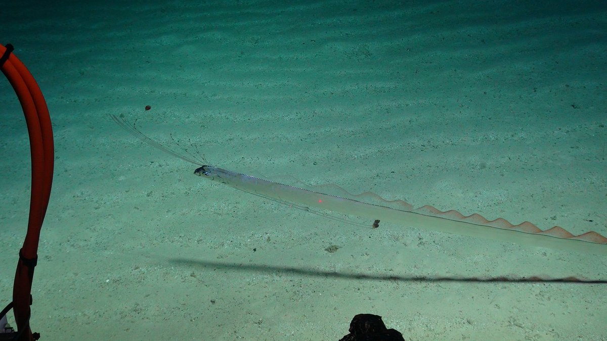 hrwallingford's tweet photo. Stunning undersea life 1,000 metres down at Tropic Sea Mount #MarineEtech expedition @hrwallingford @NOCnews @BritGeoSurvey https://t.co/OLmHKvKBN9