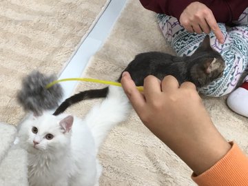 ねこランド 春日部西口店 猫カフェ 越谷 春日部 Shiori