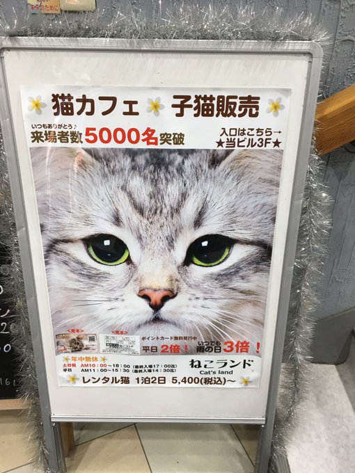 ねこランド 春日部西口店 猫カフェ 越谷 春日部 Shiori