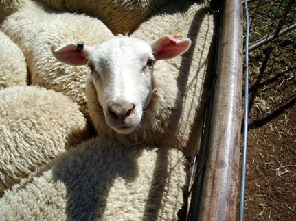 AuctionsPlus's tweet photo. Lambpro Primeline Maternal Ewe Sale 100% clearance - Top prices - Ewe lambs $181 &amp; Older Ewes - $187 with 60 bidders &amp; 42 guests logging in https://t.co/eoJB6H4ZDY