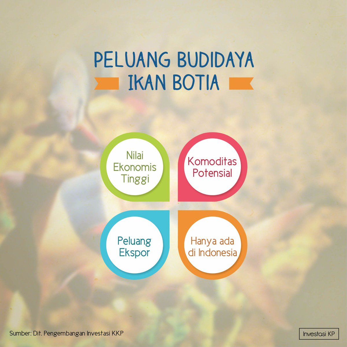 Hal tersebut kemudian yang menjadi salah satu keutamaan ikan ini di pasar mancanegara..
#LautMasaDepanBangsa