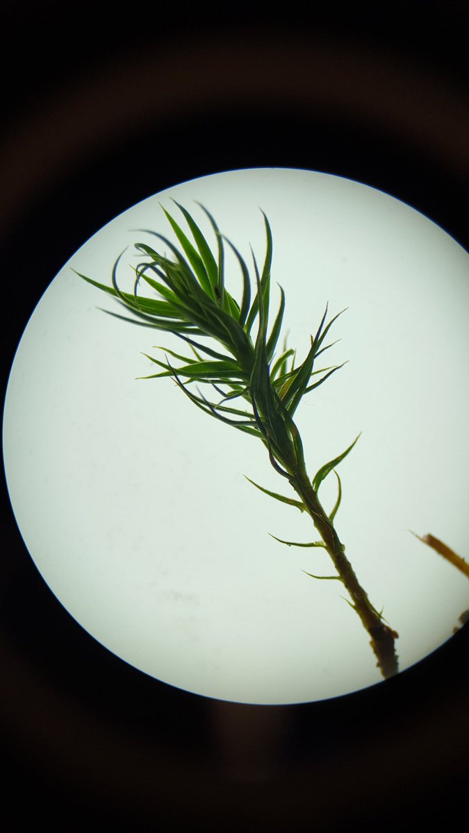 finn_goddard's tweet photo. Bryophyte bananza #polytrichastrum #bryophyte #MScSISS https://t.co/ol5EyEHLCh