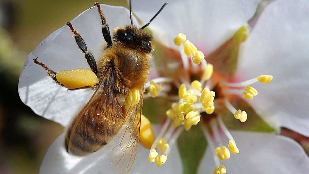 CBCNews's tweet photo. Health Canada proposes ban of bee-killing neonicotinoid pesticide https://t.co/owYedGtwcd https://t.co/UdQSuIOBkv