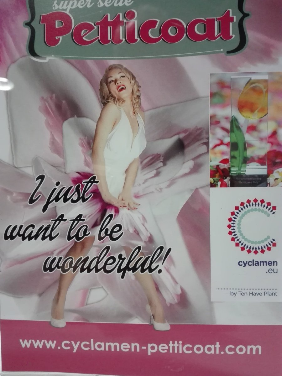 Is dat leuk. Een glazen Tulp winnaar. Cyclaam Petticoat van ten Have exclusief op de #BLoemistenklok Naaldwijk