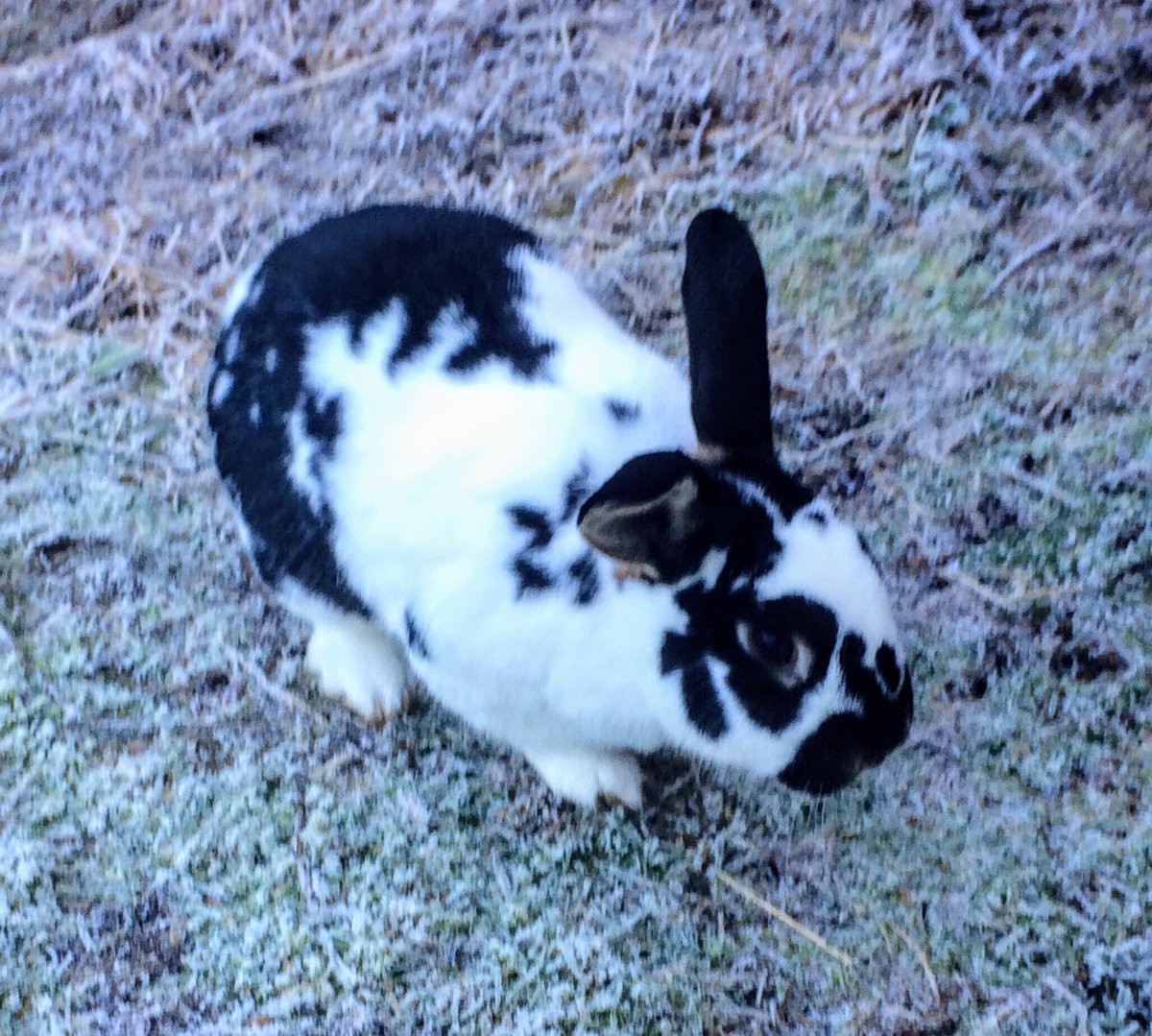 sumBunny2luv's tweet photo. #bunny #frost https://t.co/lg5MbFjRKw