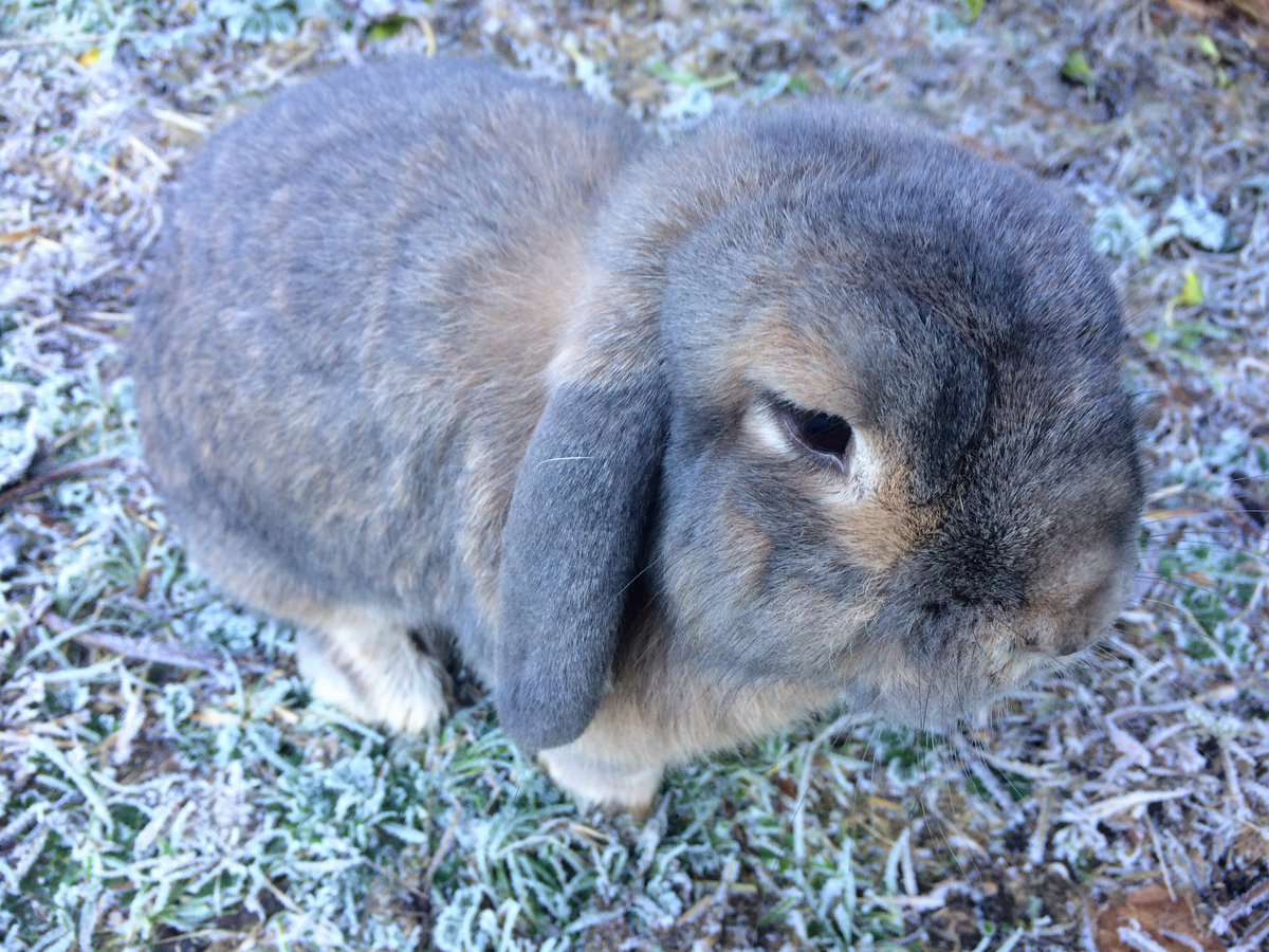 sumBunny2luv's tweet photo. #bunny #frost https://t.co/Vxty15yf5k