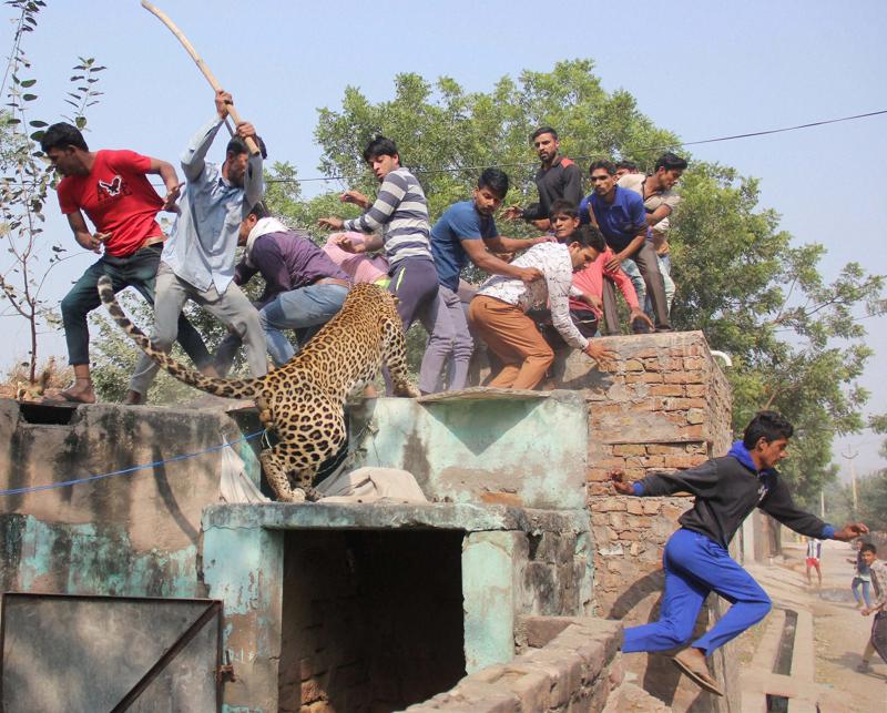 SakshiNews's tweet photo. #leopardkilled #leopardneck
చిరుతను మెడపట్టి.. చితక్కొట్టి.. చంపేశారు! : https://t.co/vsBUGXaOlE https://t.co/Uz6Utf8knc