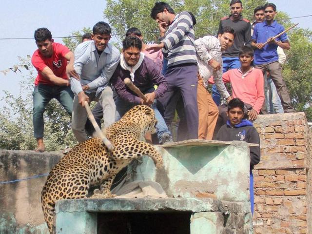 SakshiNews's tweet photo. #leopardkilled #leopardneck
చిరుతను మెడపట్టి.. చితక్కొట్టి.. చంపేశారు! : https://t.co/vsBUGXaOlE https://t.co/Uz6Utf8knc