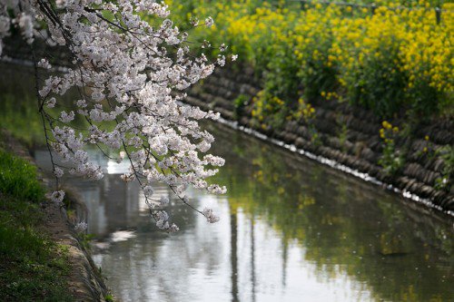 【また読みたい】 どこまでも桜、桜、桜…見沼代用水の桜はどこまでも #saitama #sakuratour  bit.ly/1dPnkuN
 #japan #blog #photo #過去記事
