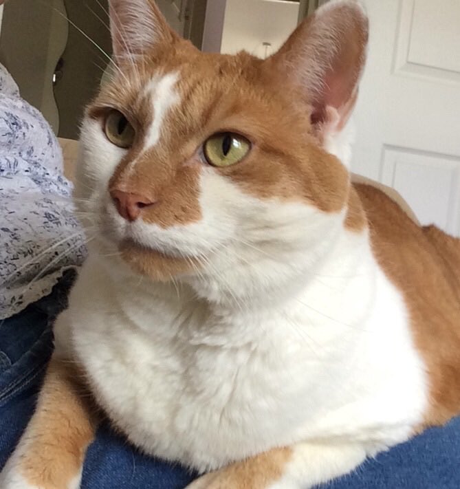 Thank you @fair_shares FairShares for helping me with caring for Cookie the cat.