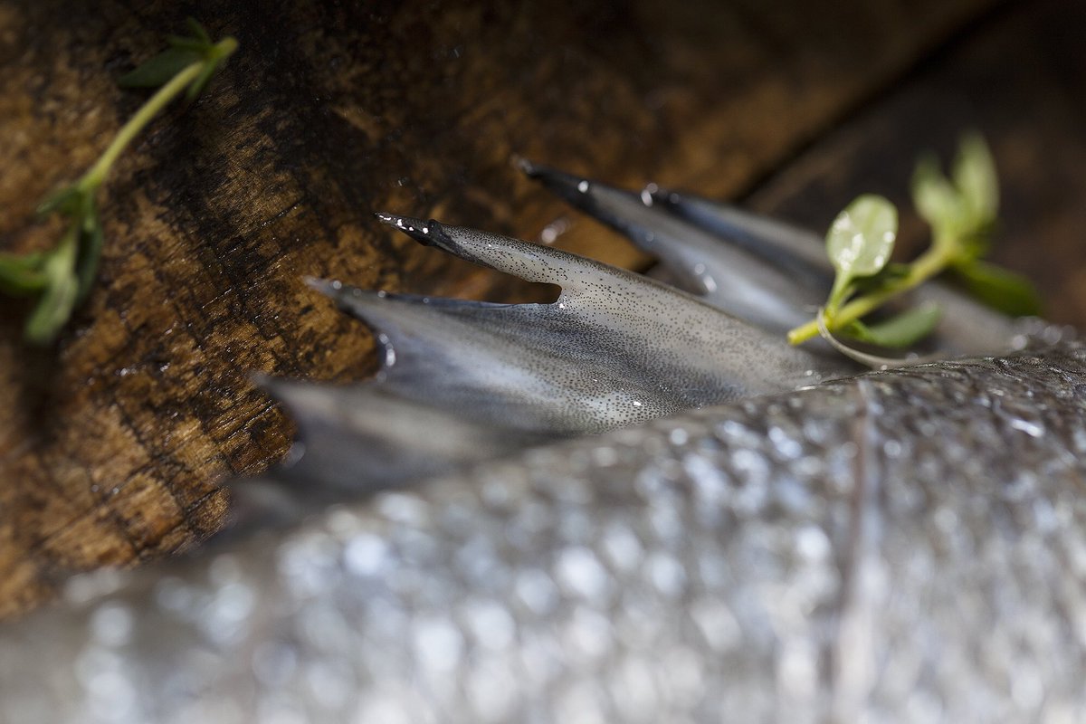 theseabox's tweet photo. Only the freshest sustainable fish #delivered #Takeaway #deliciousTrending #dinein #StartUpProject https://t.co/7eZYKkr4UD