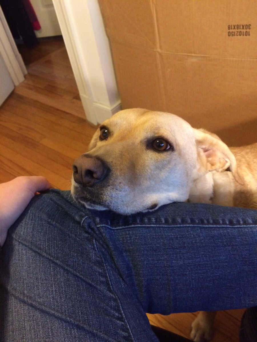 AshleeEwing88's tweet photo. Thank you Sandy for always keeping my feet warm #DogThanking @Purina https://t.co/qbuKt5lwRm