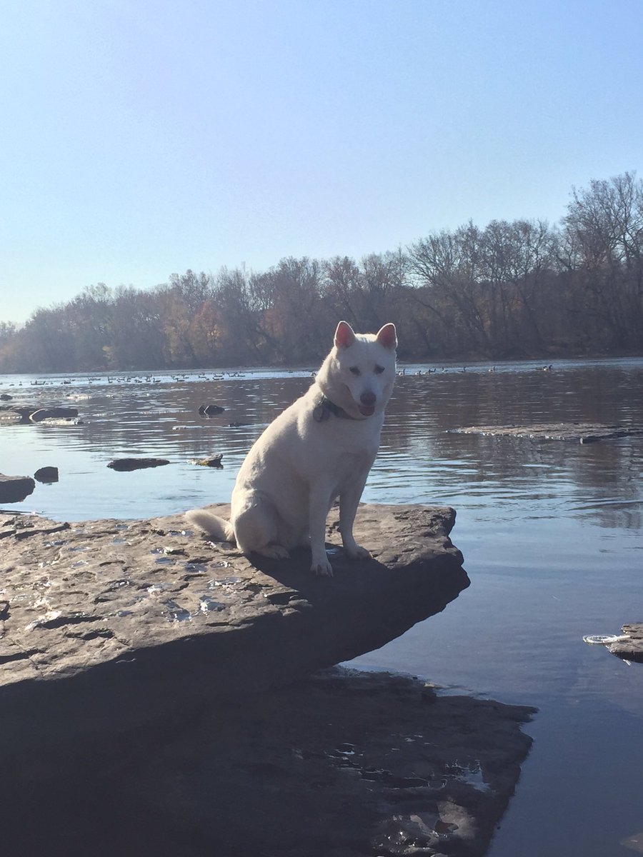 amseid315's tweet photo. #dogthanking @Purina https://t.co/fKyvAq0l25