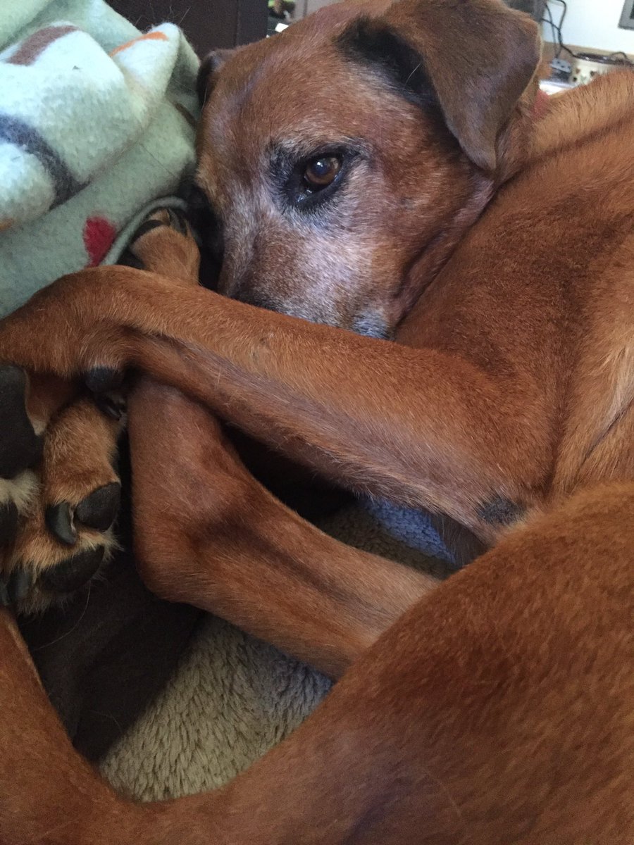 AlexDeMilto's tweet photo. Thankful for this cutie! Post a picture of your dog and tag #DogThanking to donate money to pups in need! https://t.co/dX7N7Gn0Eo