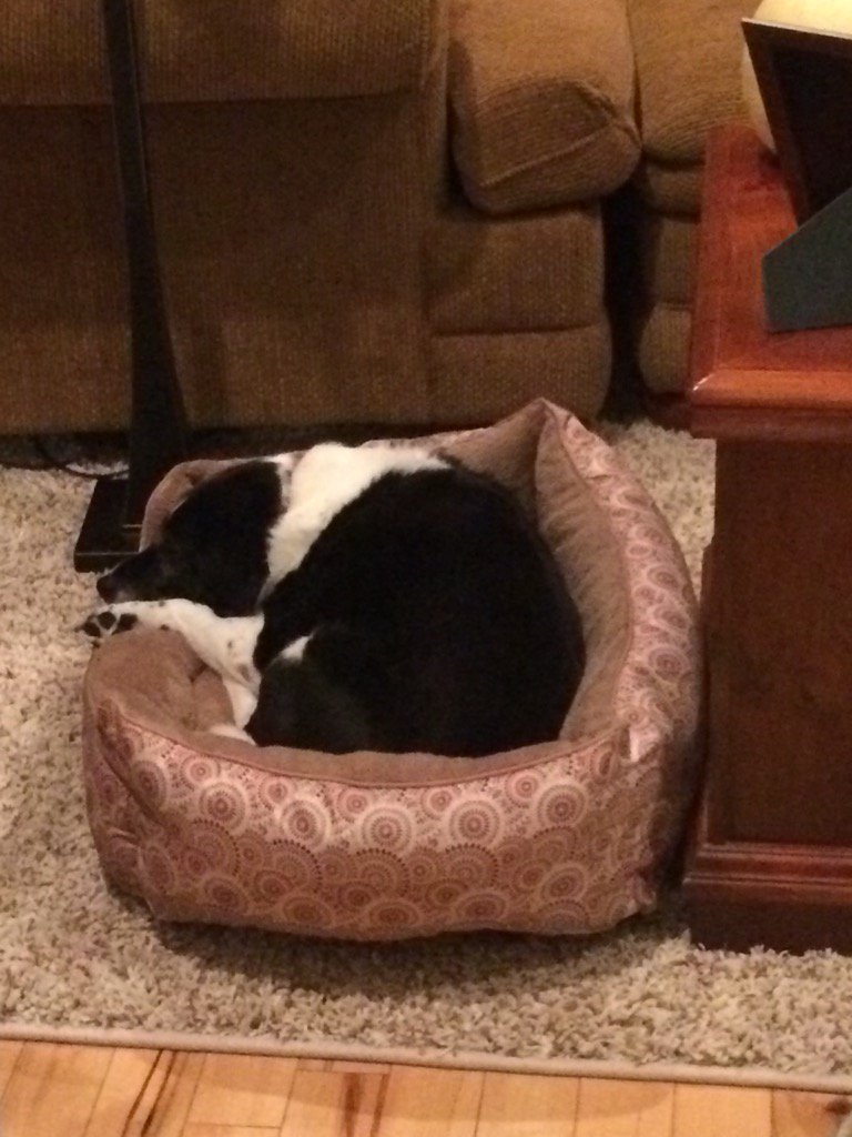 Jen72773's tweet photo. How's this for enjoying Thanksgiving?! Love her! #DogThanking @Purina https://t.co/4xfpblLqw6