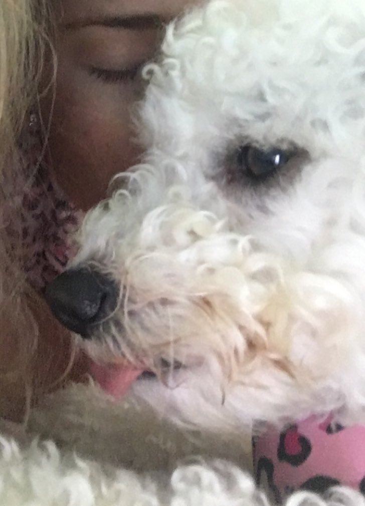 shakiraporterxo's tweet photo. my doggies 2 ππΆβ€οΈ #favedog https://t.co/l6MNFlkTtM