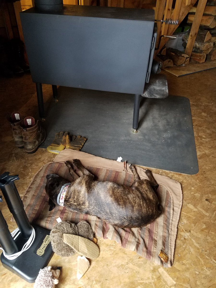 JonesAnimalBeh's tweet photo. Wishing all a relaxing and happy #thanksgiving #insidesun #pibble #happiness #safeandsound https://t.co/fPBw6Ecfel