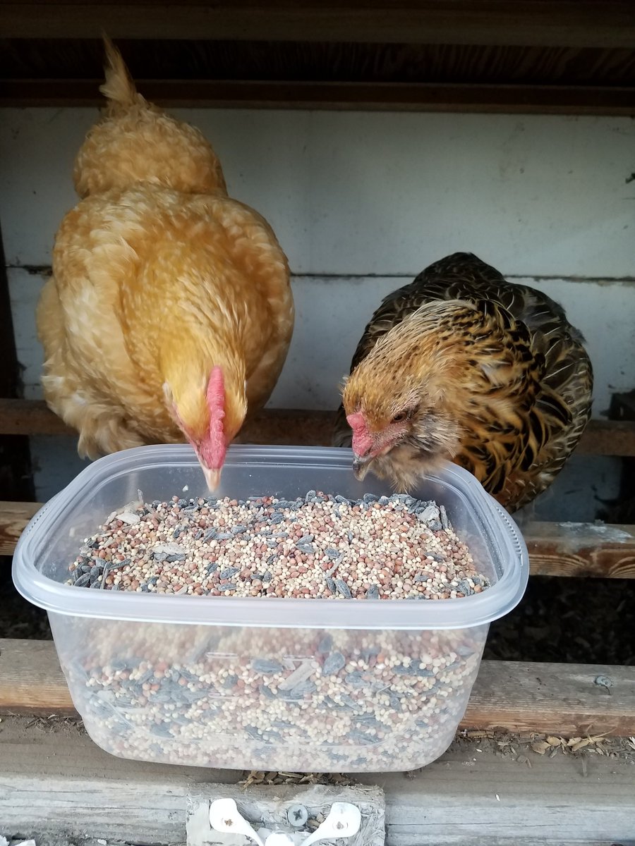 PortlandChicken tweet picture