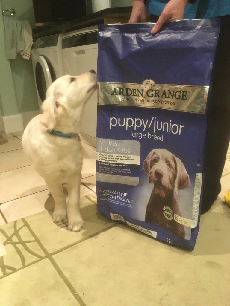 loabi_retriever's tweet photo. So if I've eaten this whole bag of puppy food, why aren't I bigger? #ardengrange #foodforthought #JamieOliver https://t.co/pERLDq0a0C