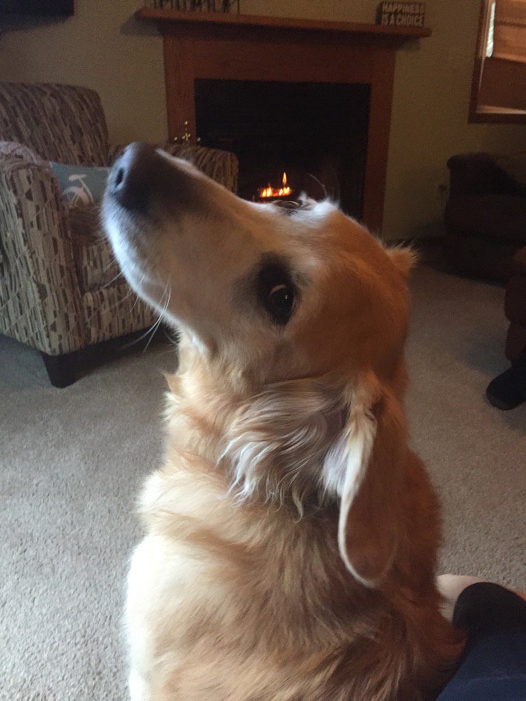 rmprentice2's tweet photo. When you get the give me attention look! It's good to be home:)
#DogThanking @Purina https://t.co/rsjNEWqdpg