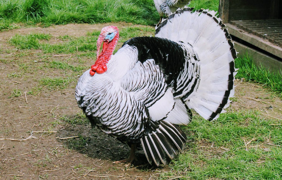 02780WhiteTiger's tweet photo. Happy Thanksgiving from Taunton White Tigers https://t.co/MxMtLWt5HP