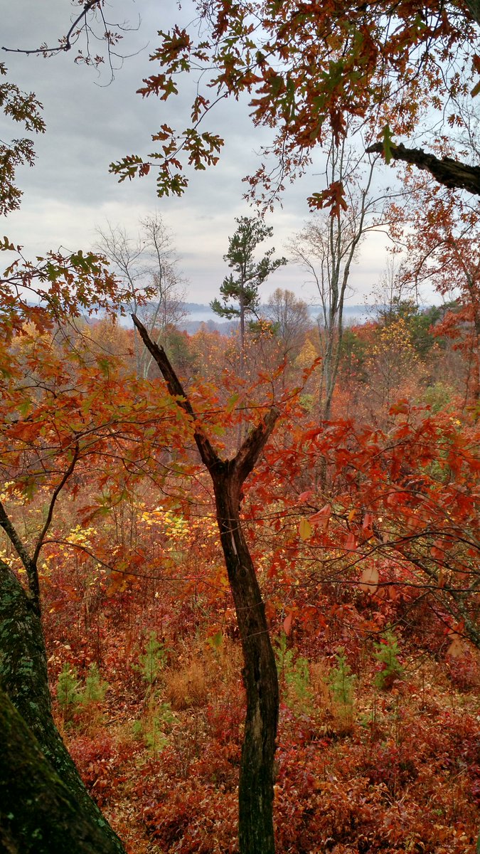 duckwhacker79's tweet photo. Very beautiful Thanksgiving morning in Tennessee thankful for the rain we got last night https://t.co/ZYfC936rTF