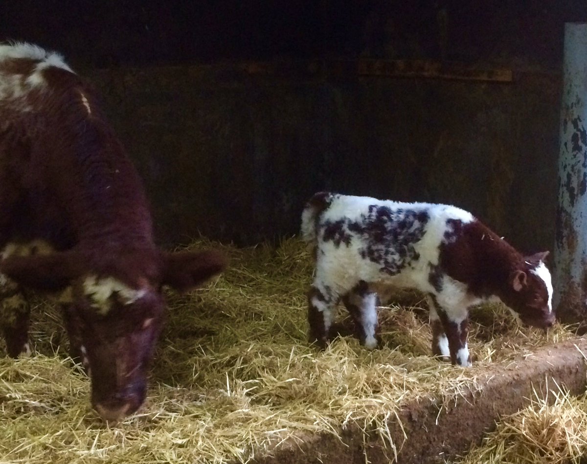spadyfarmsBC's tweet photo. #TBT @mattlautner @TheCliffsFarm Good from the get go! Red White &amp;Roan son Sells today https://t.co/6DxmdIA8cb #CWA16 #BreedLautner https://t.co/zyEHV1tPPm