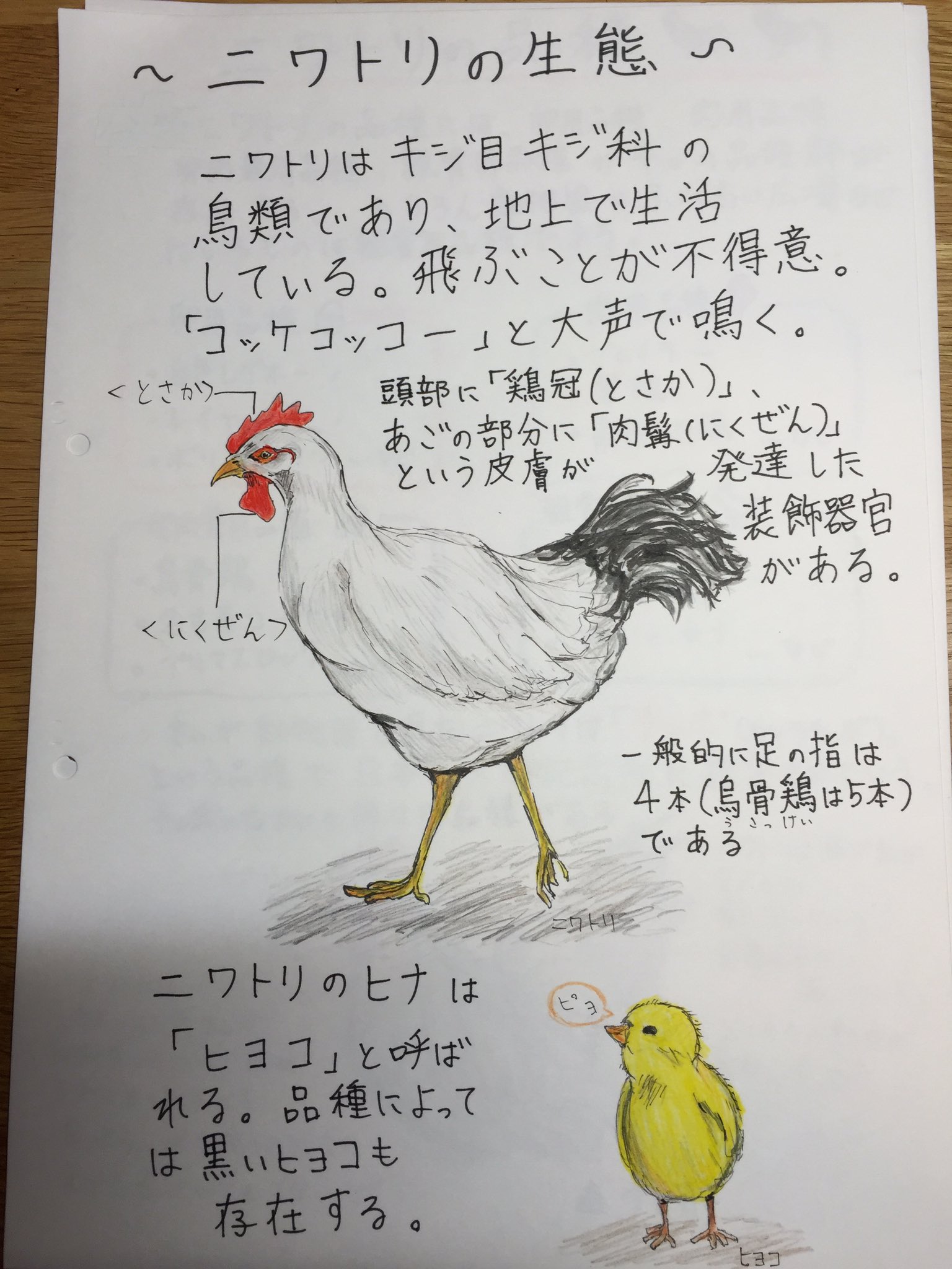 さち Pa Twitter 机に向かって勉強しているのかと思うといつも絵を書いているそんな娘が夏休みの宿題で書いた鶏のイラスト 鶏のイラスト 夏休みの宿題 中2の娘 T Co 28iwnbwuri Twitter