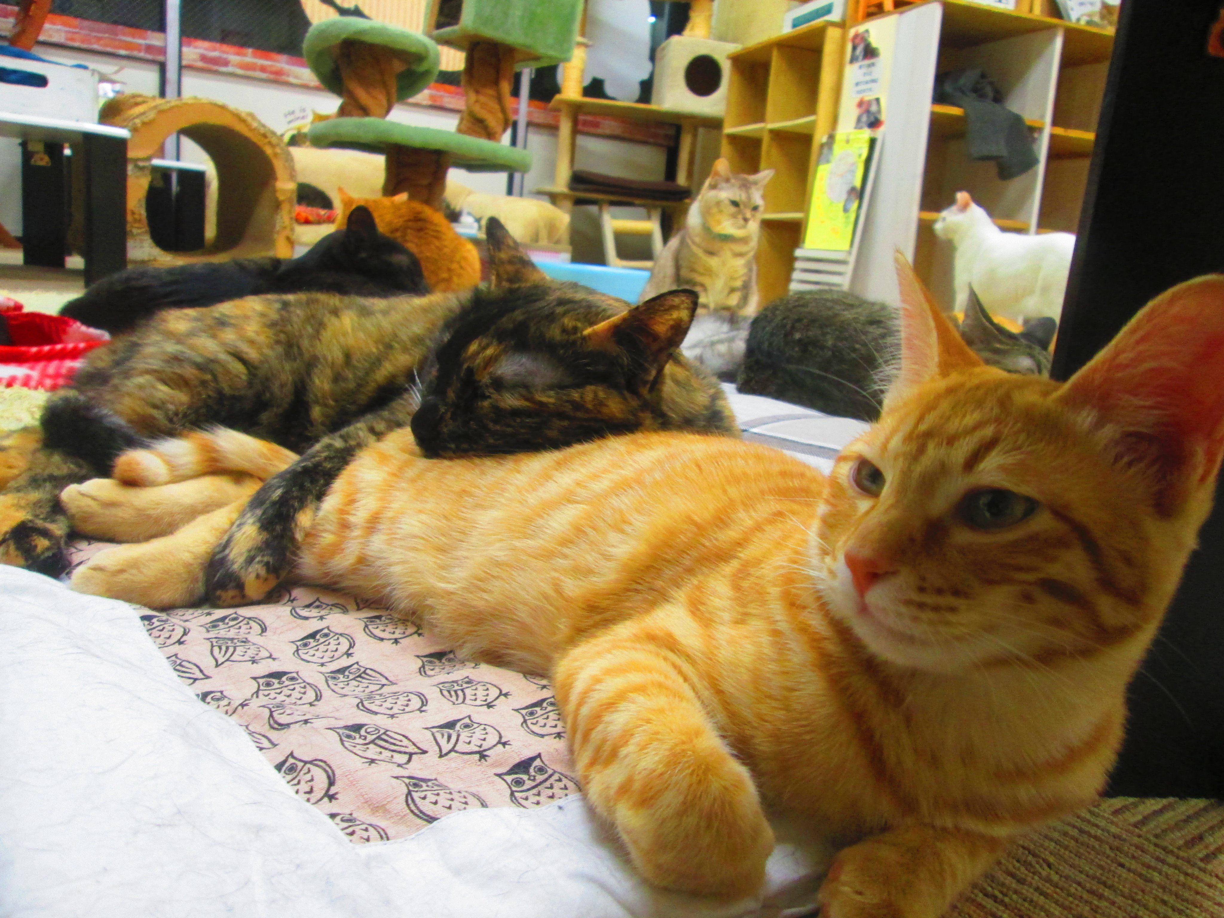 تويتر 猫カフェあいきゃっと仙台店 猫カフェの季節本番 冬は猫のモフモフが最高の温もりだよ على تويتر ご来店ありがとうございました 明日は週末金曜日 金曜限定フリータイム１５００円も明日は開催です 猫カフェはデートにも最高なんですよ ラブラブの猫